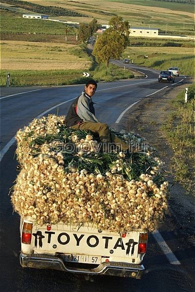 Toyota луковая