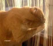 Боцман - кот от Raissa2003